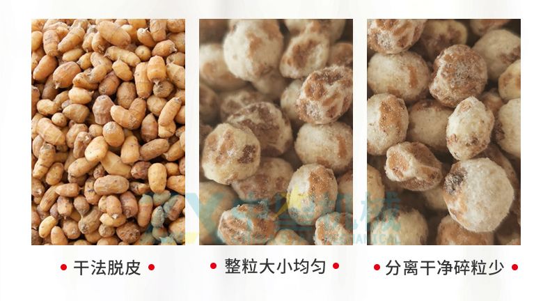 油莎豆脫皮機